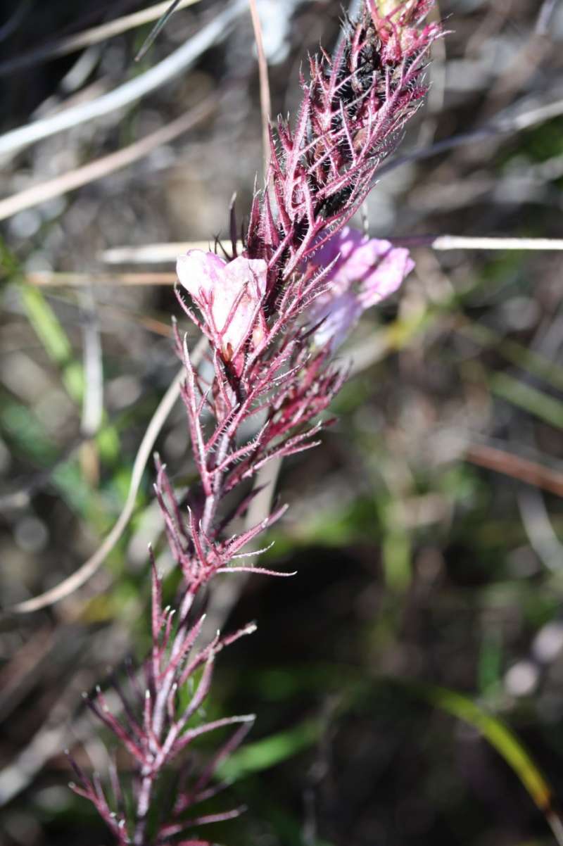 Top of Plant in Bloom<br>(Location of Picture: LBJ Grasslands, Wise Co, Tx, 2011)