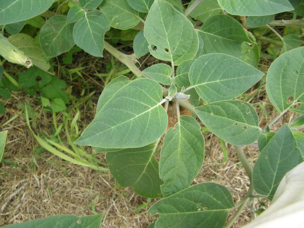 Leaves<br>(Location of Picture: Lake Worth, Tarrant Cnty, Tx, 2011)