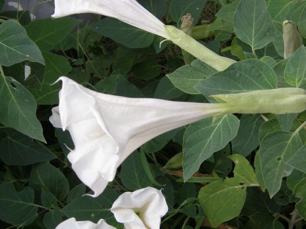 Flower - Side View<br>(Location of Picture: Lake Worth, Tarrant Cnty, Tx, 2011)