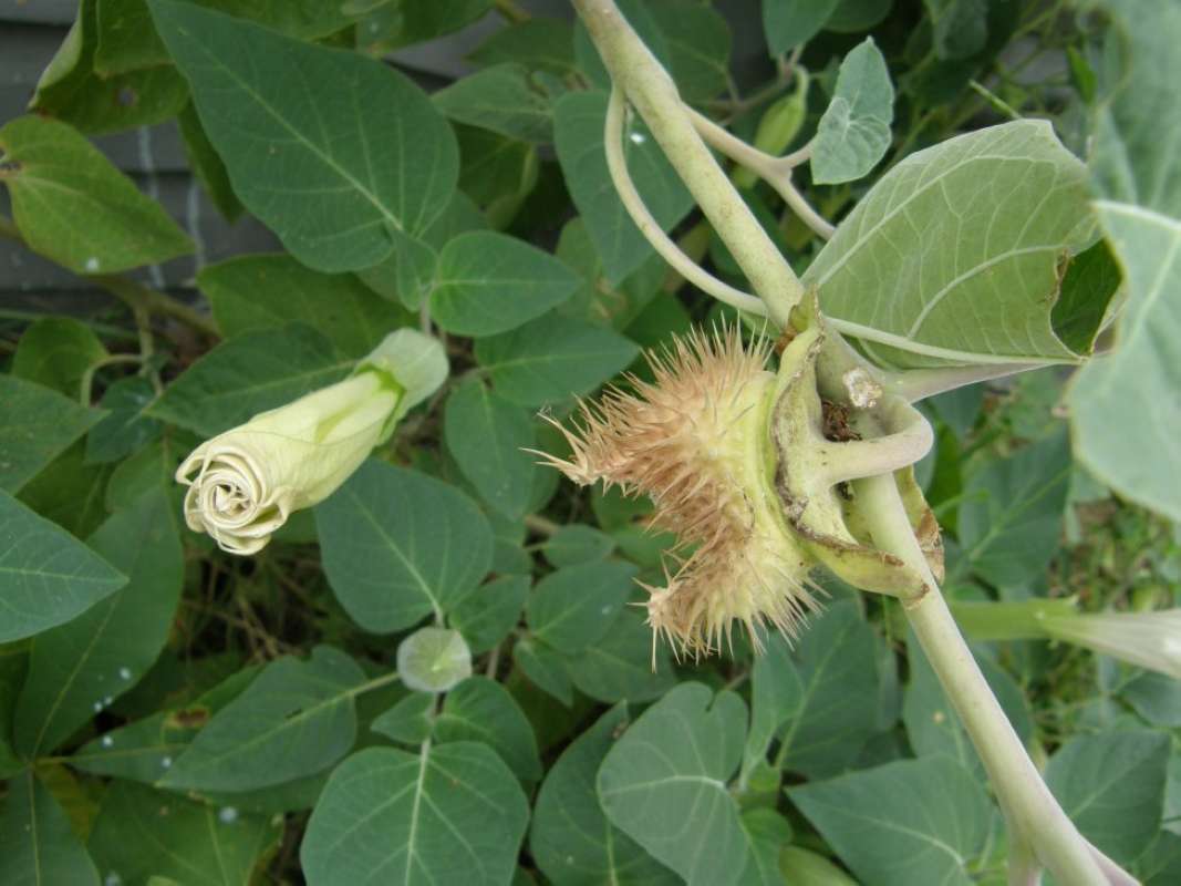 Seed Head<br>(Location of Picture: Lake Worth, Tarrant Cnty, Tx, 2011)
