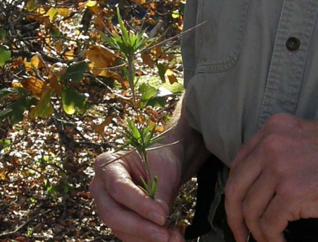 Silhouette<br>(Location of Picture: Fossil Hill, Texas, USA, 2011)