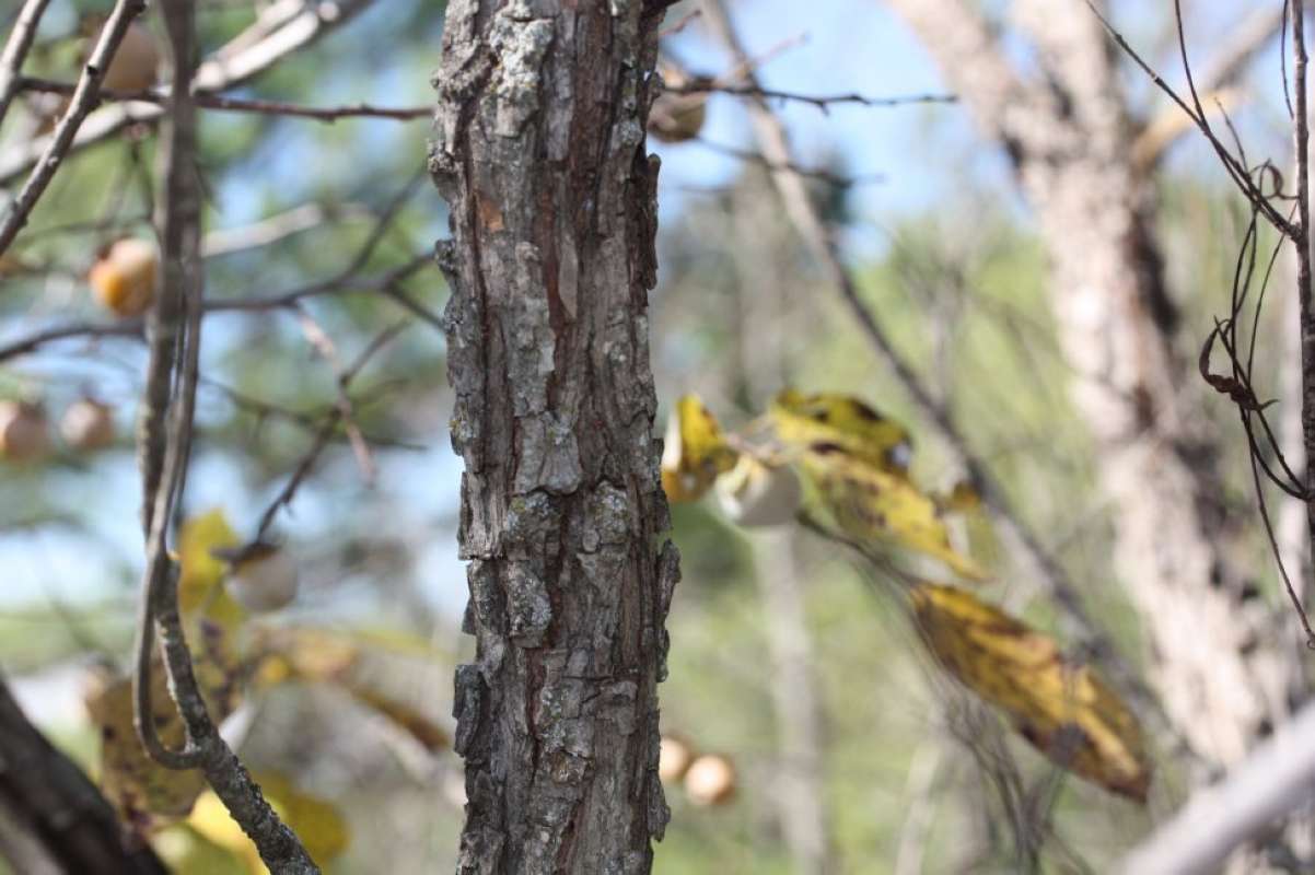 Bark - Fall View<br>(Location of Picture: Lake Tawakoni, Hunt Co, Texas, 2011)