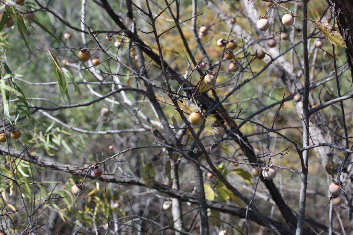 Fruits - Fall View<br>(Location of Picture: Lake Tawakoni, Hunt Co, Texas, 2011)