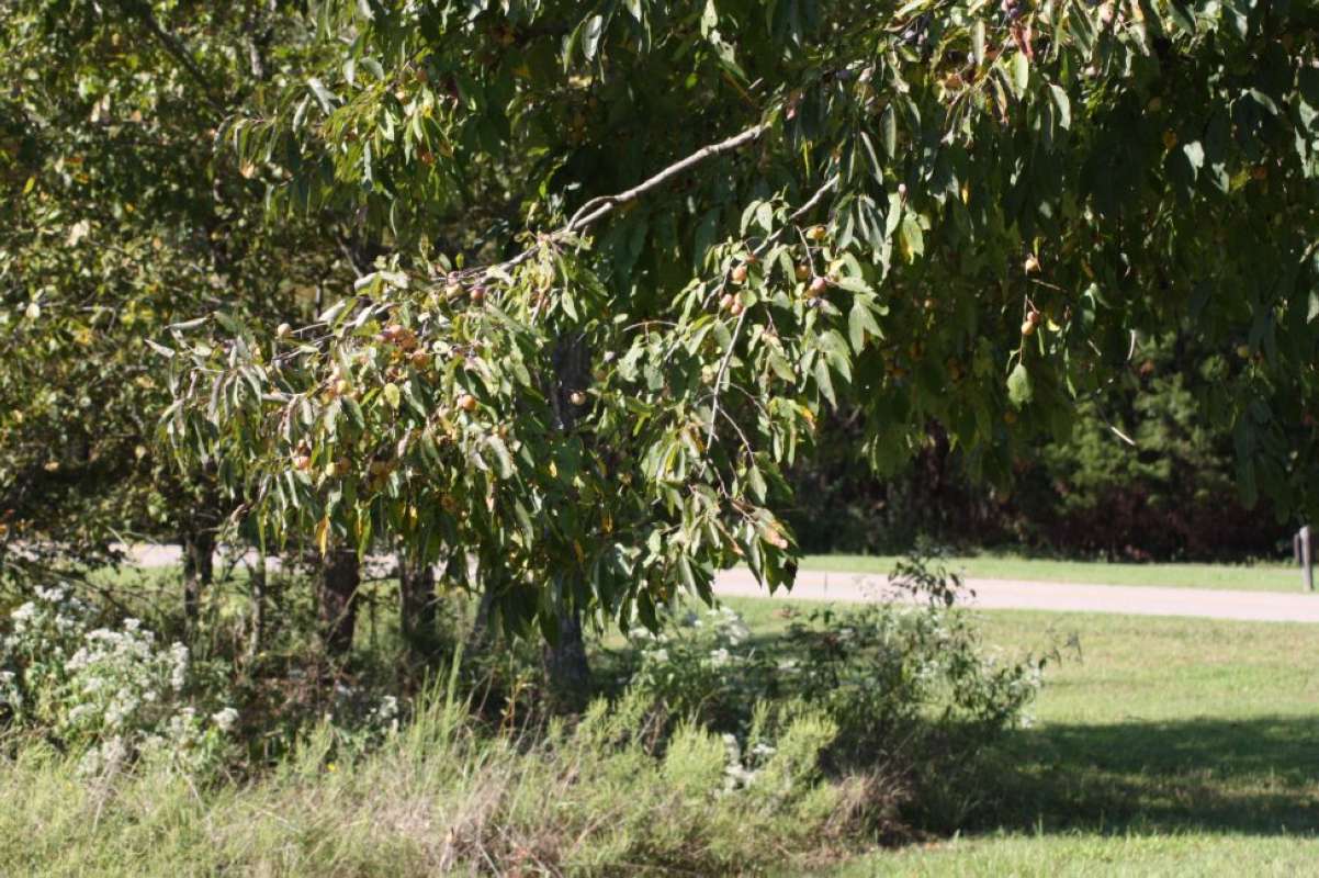 Summer Branch<br>(Location of Picture: LBJ Grasslands, Wise Co, Texas, '11)