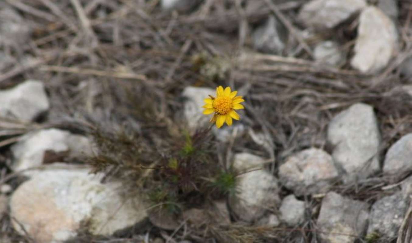 Flower - Front View<br>(Location of Picture: Hill Country, Texas, 2011)