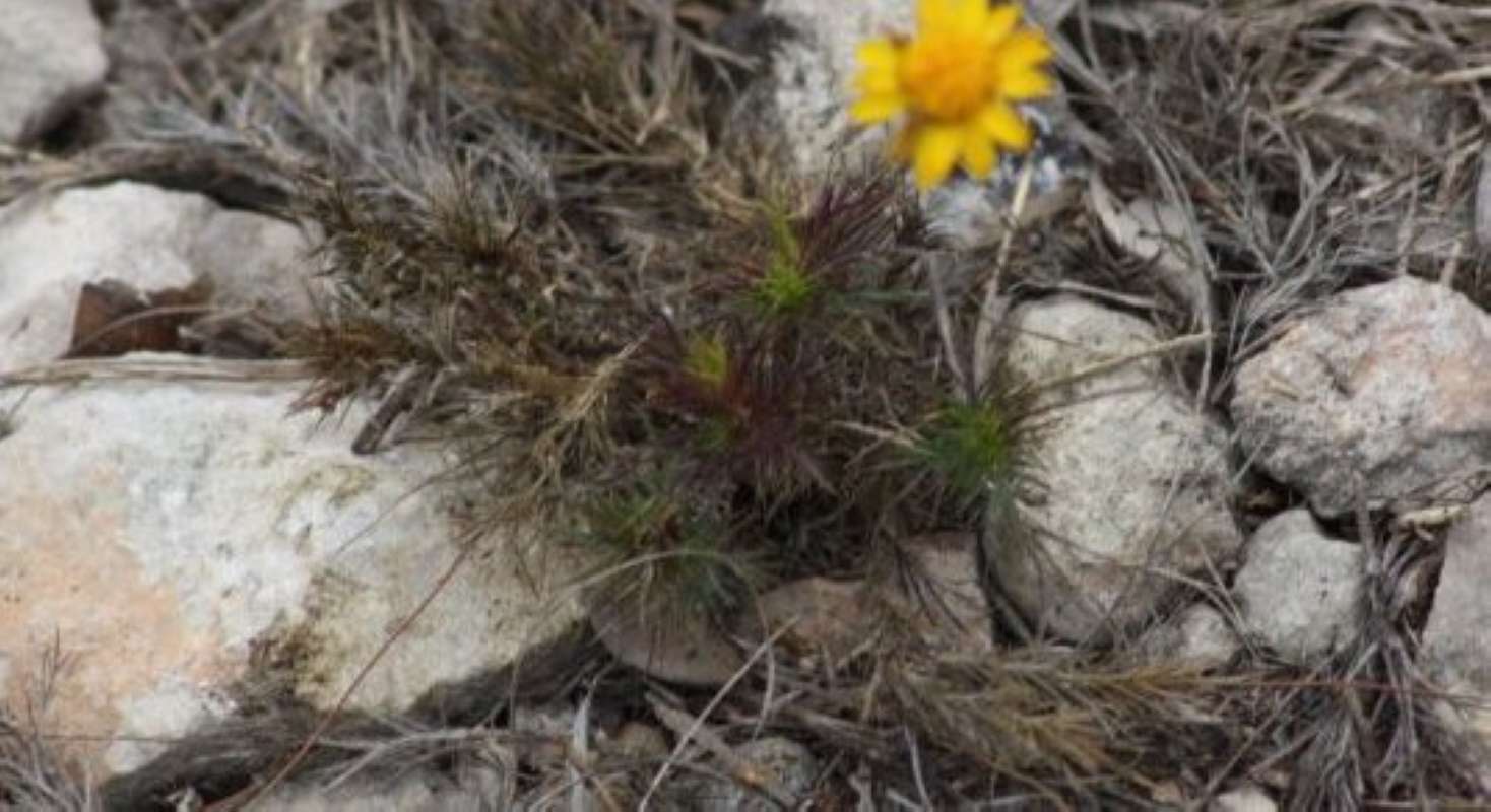 Leaves<br>(Location of Picture: Hill Country, Texas, 2011)