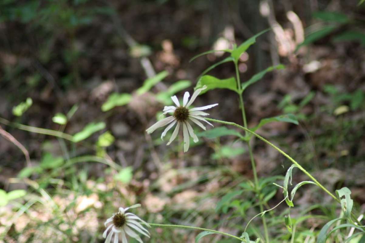 Flower - Front View<br>(Location of Picture: Nature Cntr, Tarrant Co, Texas, '11)