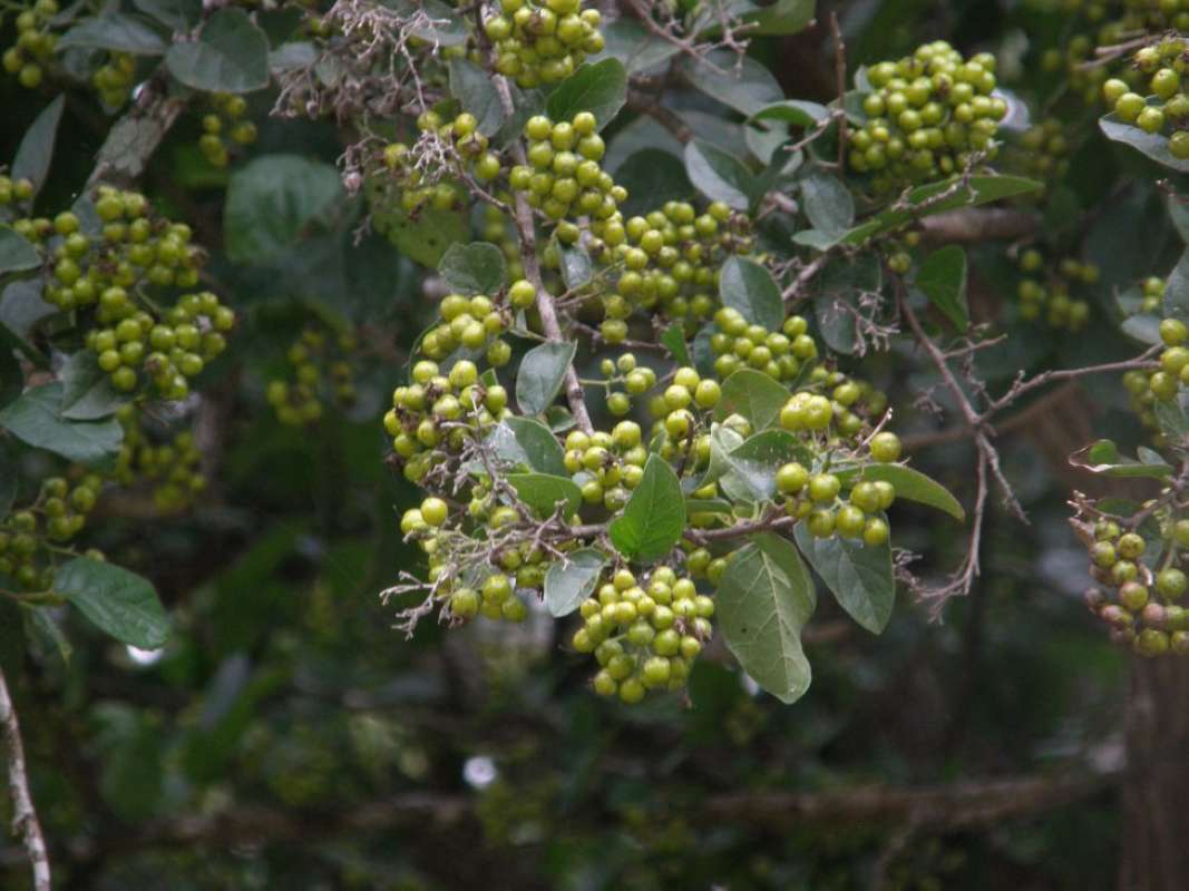Young Fruits<br>(Location of Picture: Goliad Battle Ground, Texas, 2011)