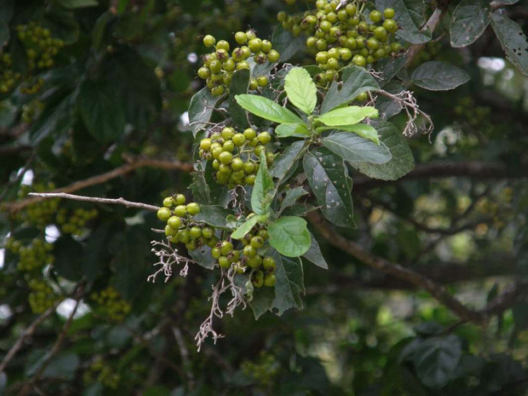 Leaves<br>(Location of Picture: Goliad Battle Ground, Texas, 2011)