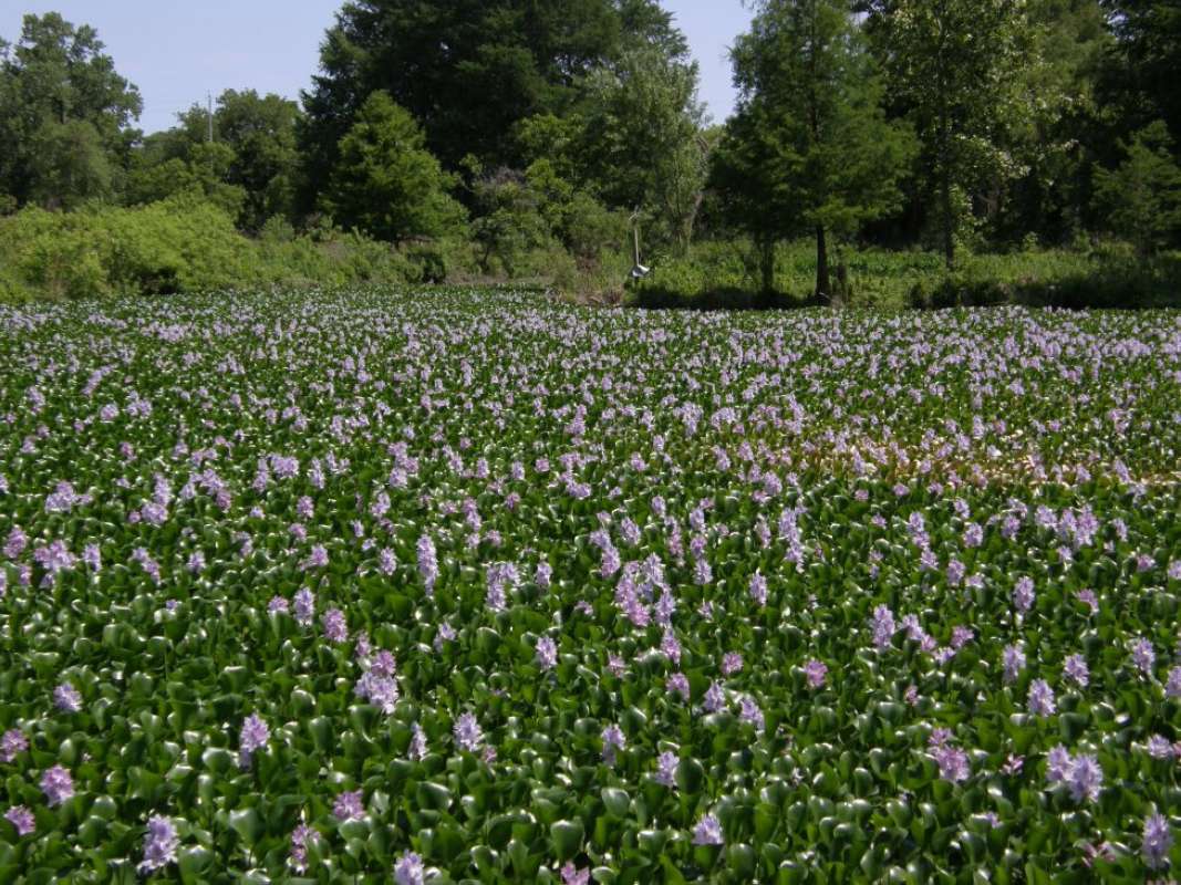 Habitat<br>(Location of Picture: San Marcos, Texas, USA, 2011)