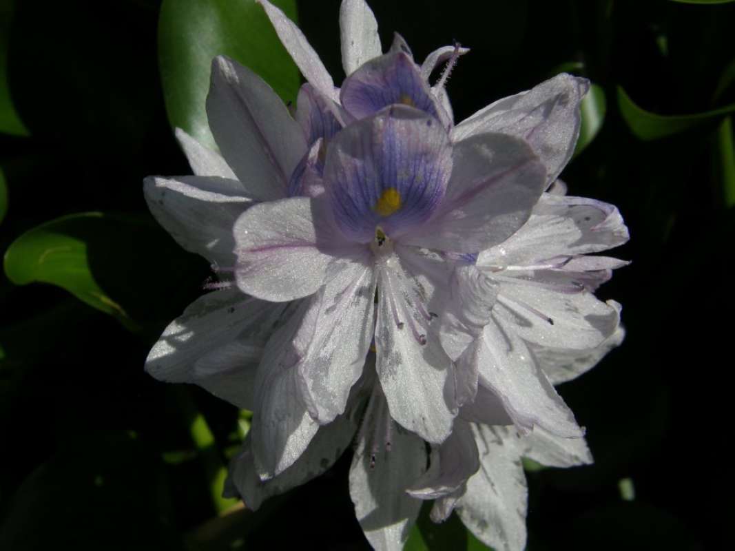 Flower - Front View<br>(Location of Picture: San Marcos, Hayes Co, Tx, 2011)