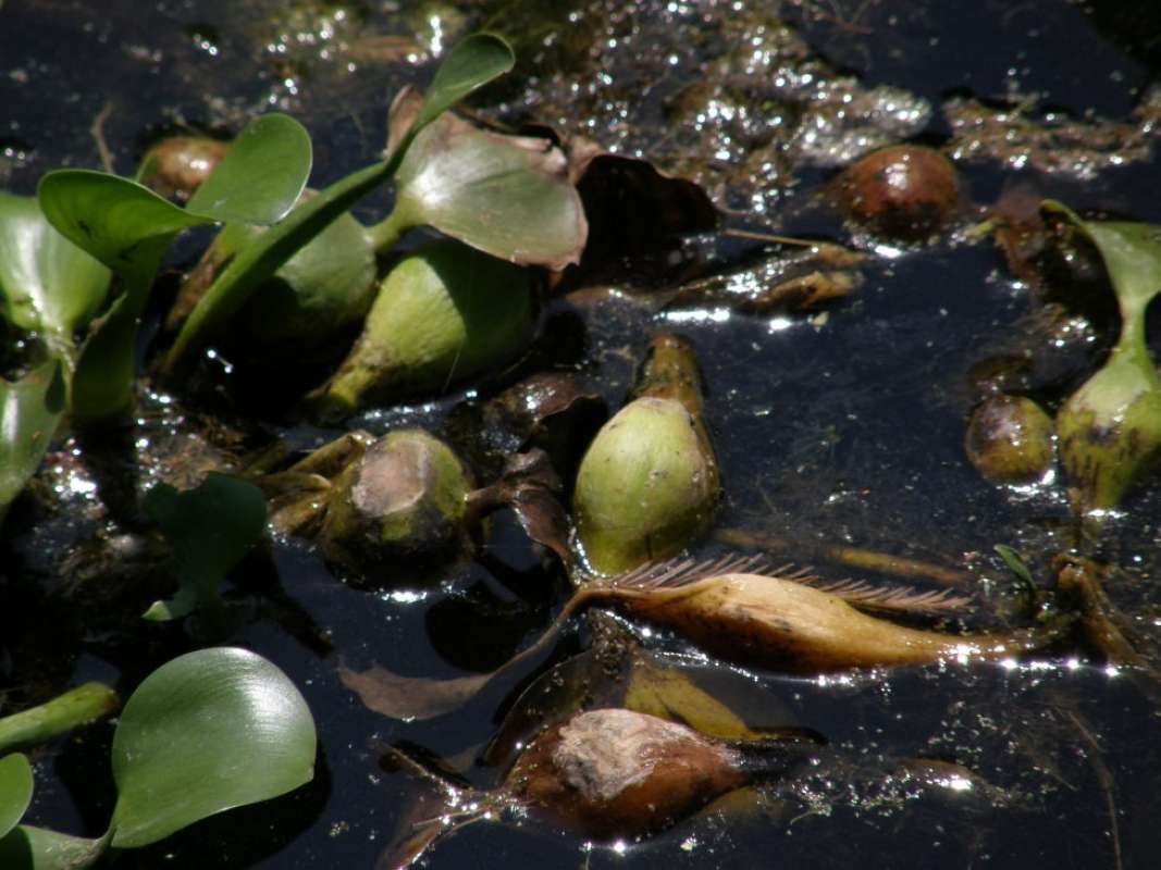Flotation<br>(Location of Picture: San Marcos, Hayes Co, Tx, 2011)