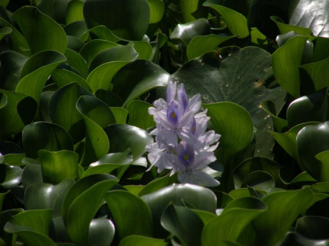 Leaves<br>(Location of Picture: San Marcos, Hayes Co, Tx, 2011)