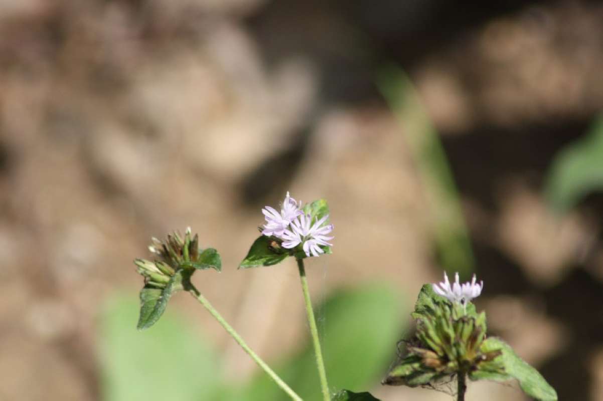 Flower - Front View<br>(Location of Picture: Nature Center, Tarrant County, Tx)