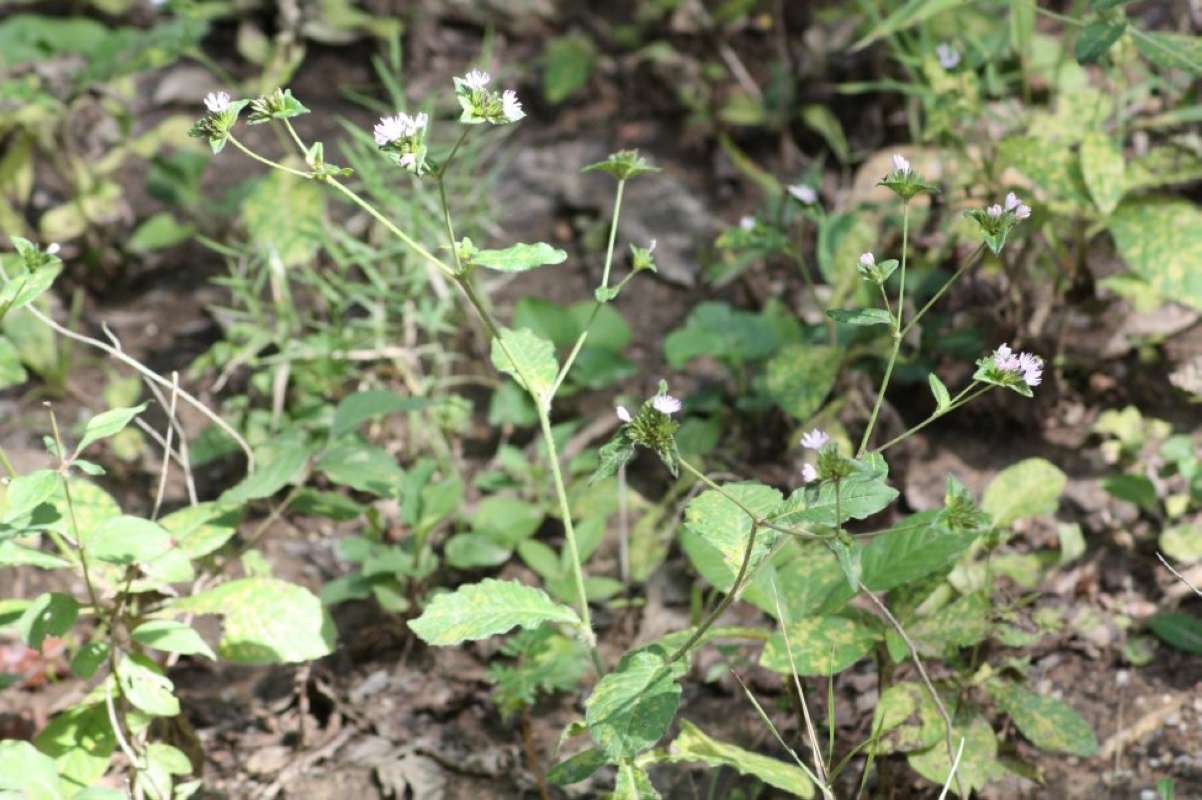 Top of Plant in Bloom<br>(Location of Picture: NC, Tarrant Co, Texas, USA, 2011)