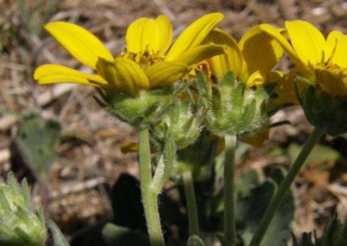 Flowers - Side View<br>(Location of Picture: Brownwood, Brown Co, Texas, 2011)