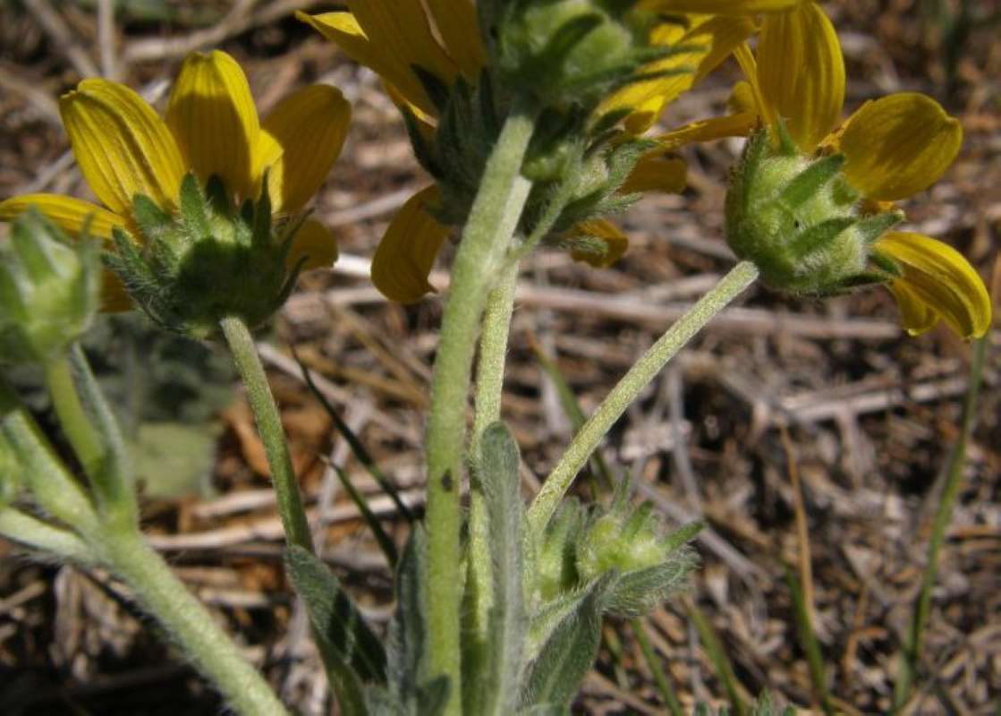 Flowers - Rear View<br>(Location of Picture: Brownwood, Brown Co, Texas, 2011)