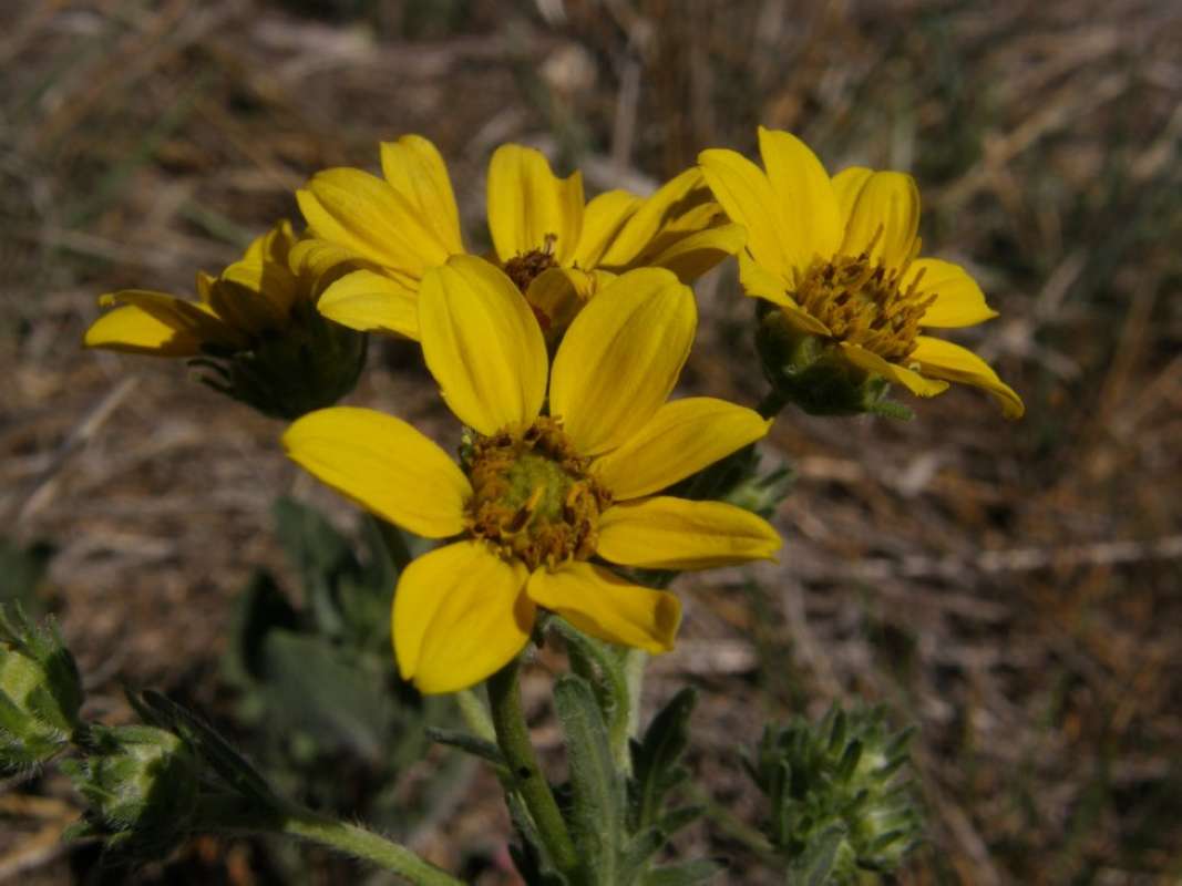Flower - Front View<br>(Location of Picture: Brownwood, Brown Co, Texas, 2011)