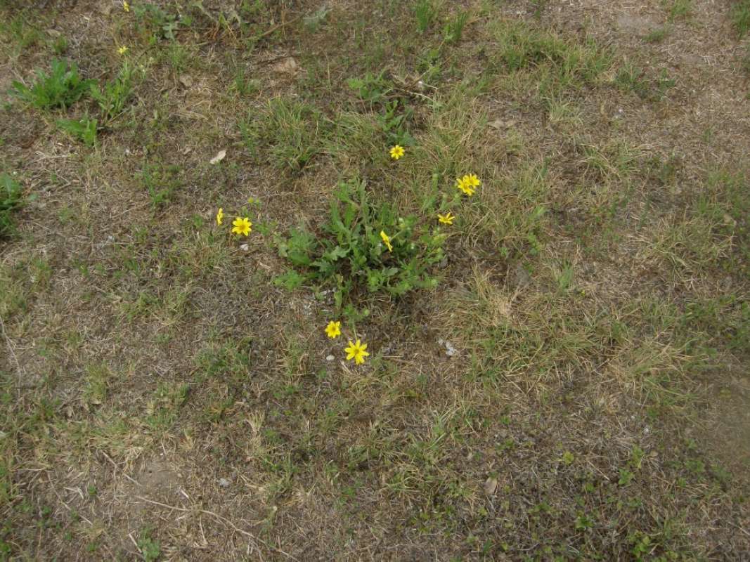Habitat View<br>(Location of Picture: Aransas area, etc. Texas, USA, 2011)