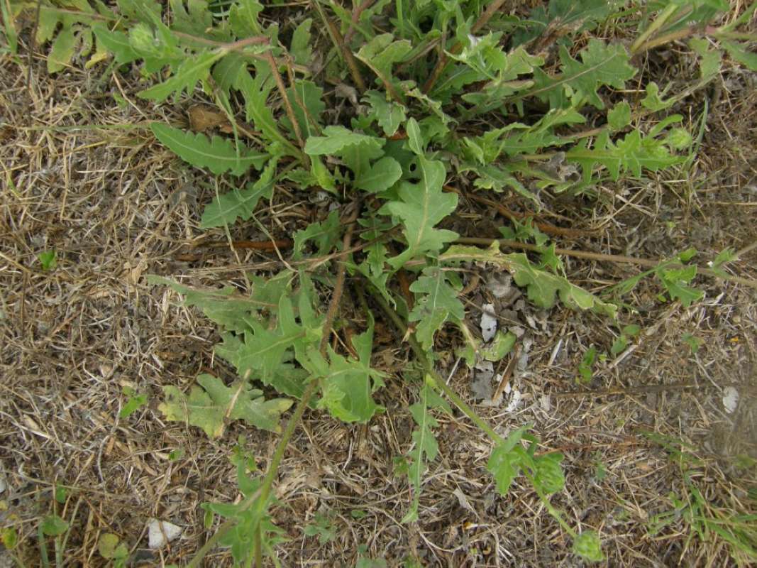 Leaves<br>(Location of Picture: Aransas area, etc. Texas, USA, 2011)