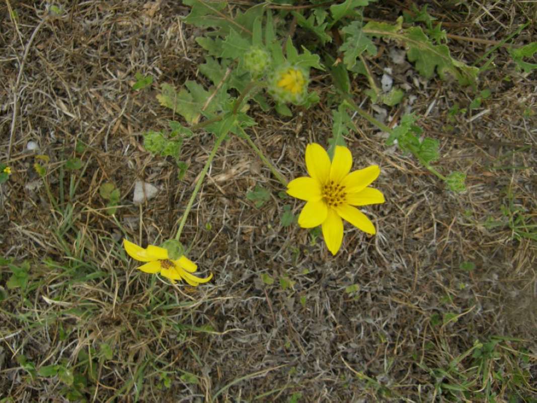 Top of Plant in Bloom<br>(Location of Picture: Aransas area, etc. Texas, USA, 2011)