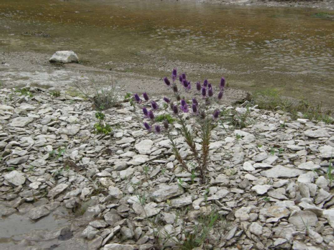 Habitat<br>(Location of Picture: Bear Creek, Parker Co, Texas, 2011)