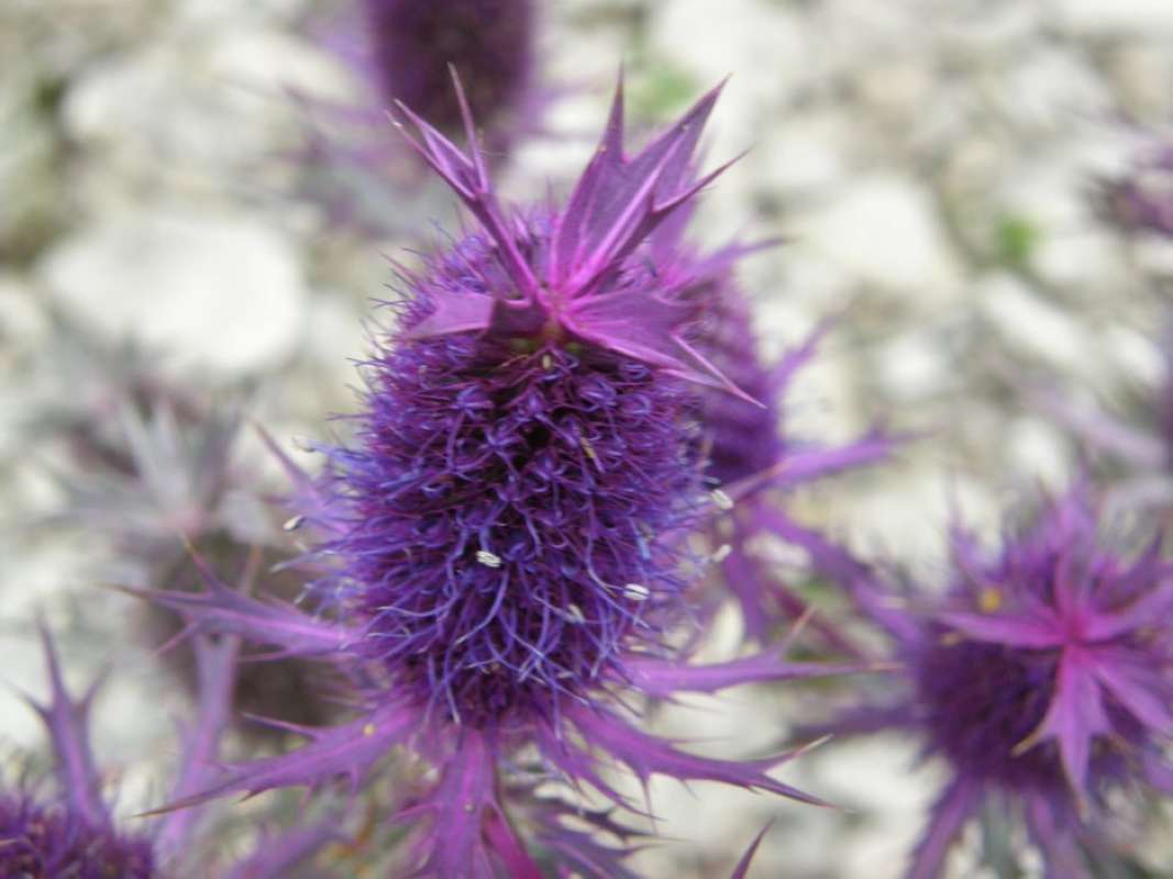 Top of Plant in Bloom<br>(Location of Picture: Bear Creek, Texas, USA, 2011)