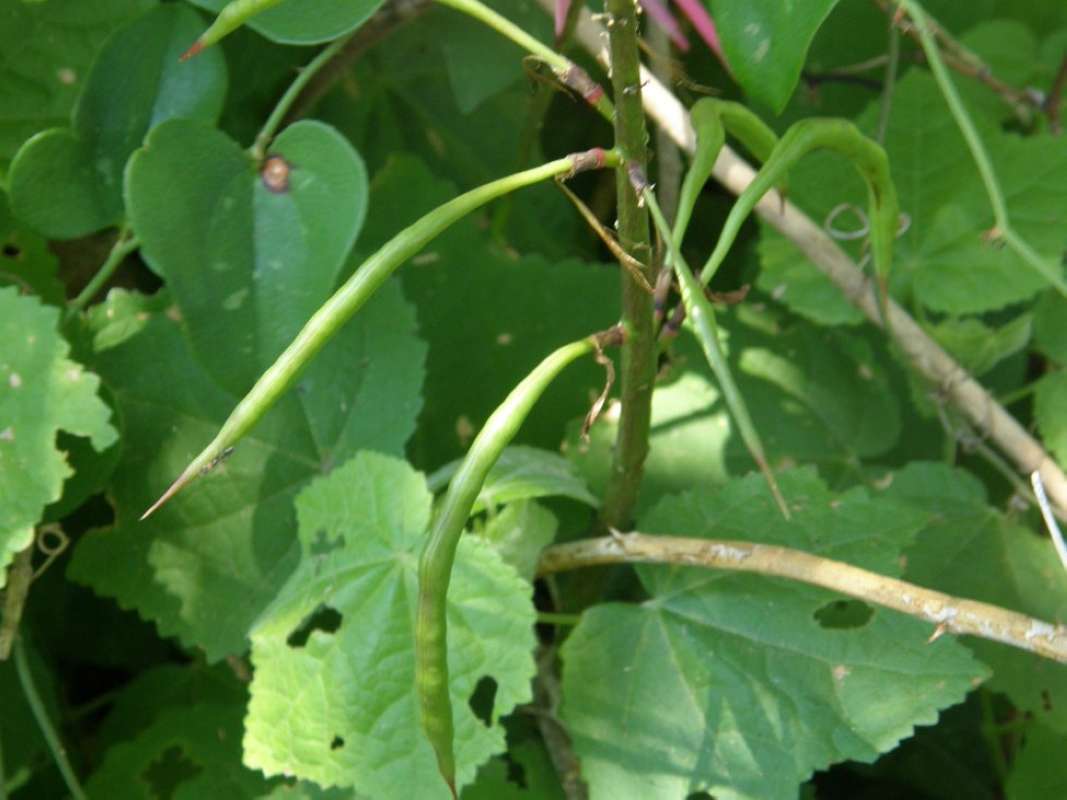 Pods<br>(Location of Picture: Goose Island, Texas, 2011)