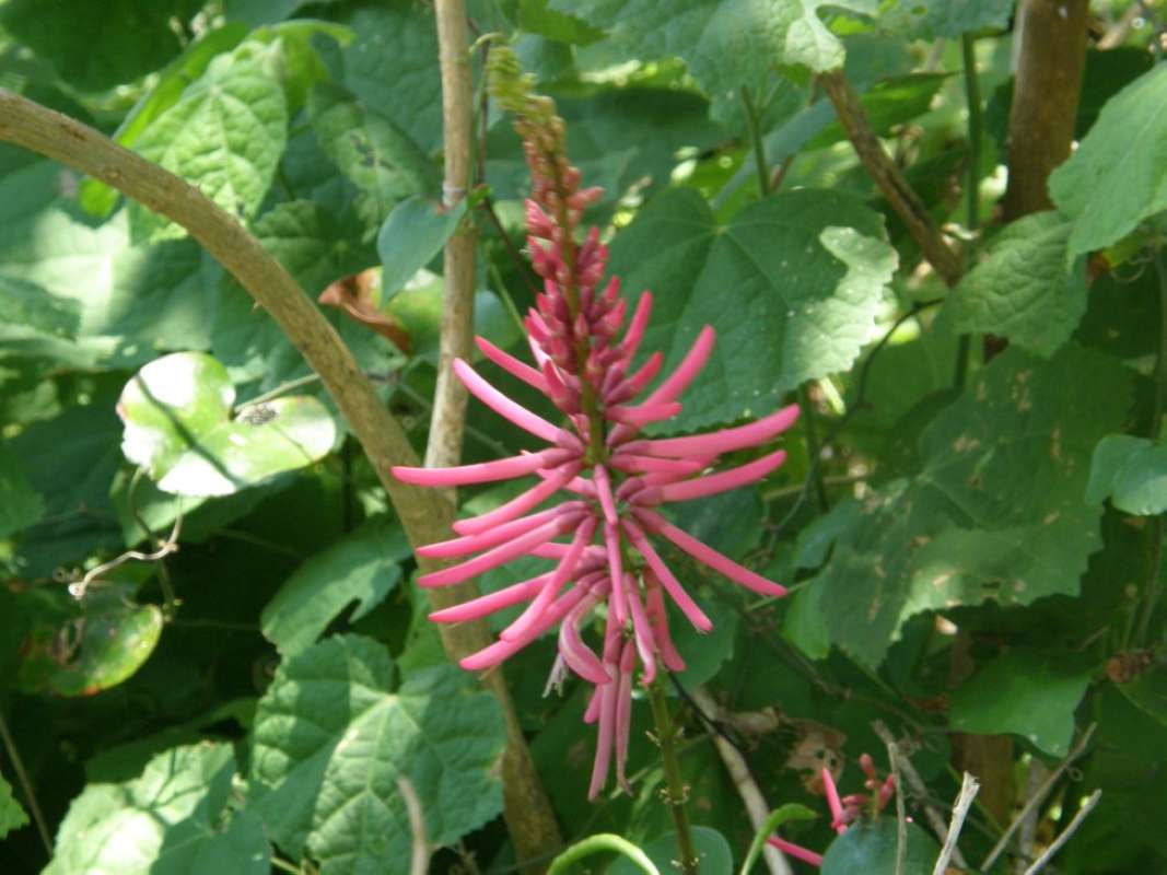 Flower Raceme<br>(Location of Picture: Goose Island, Aransas Co, Tex, 2011)