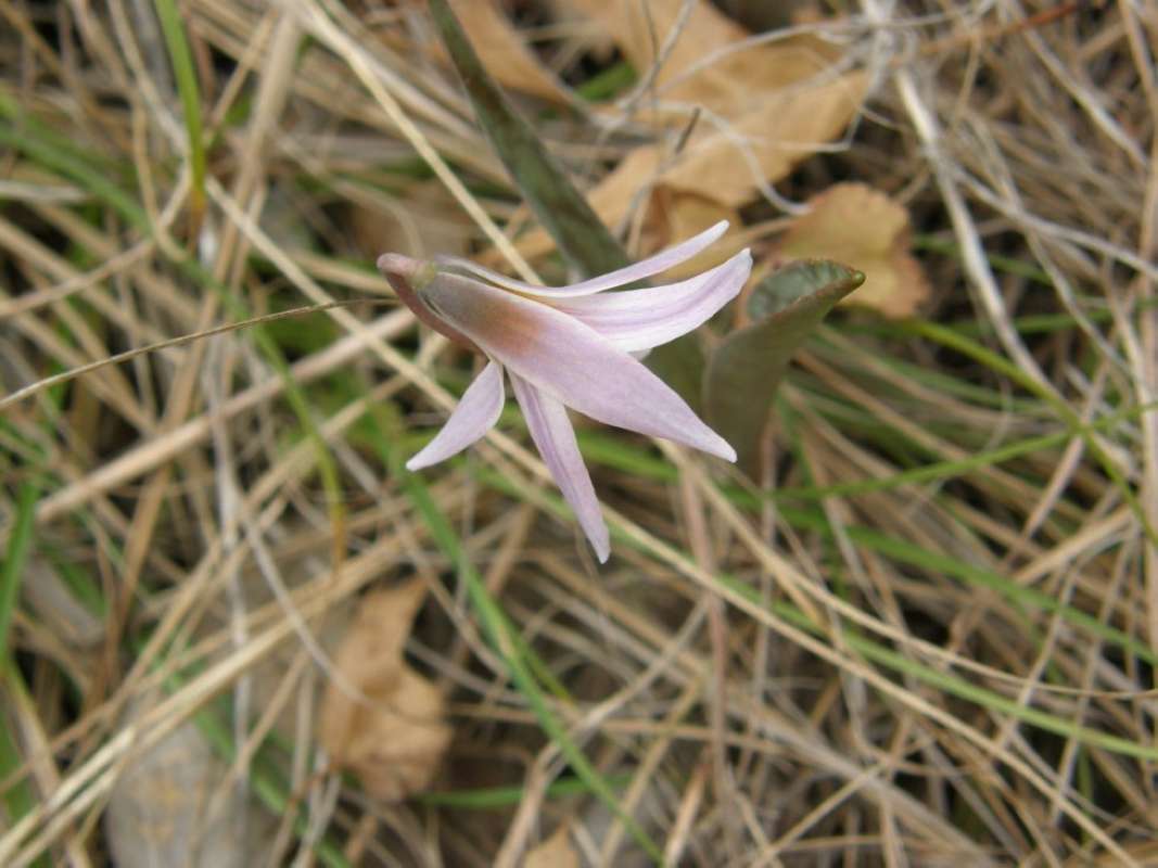 Flower - Side View<br>(Location of Picture: Tandy Hills, Texas, 2011)