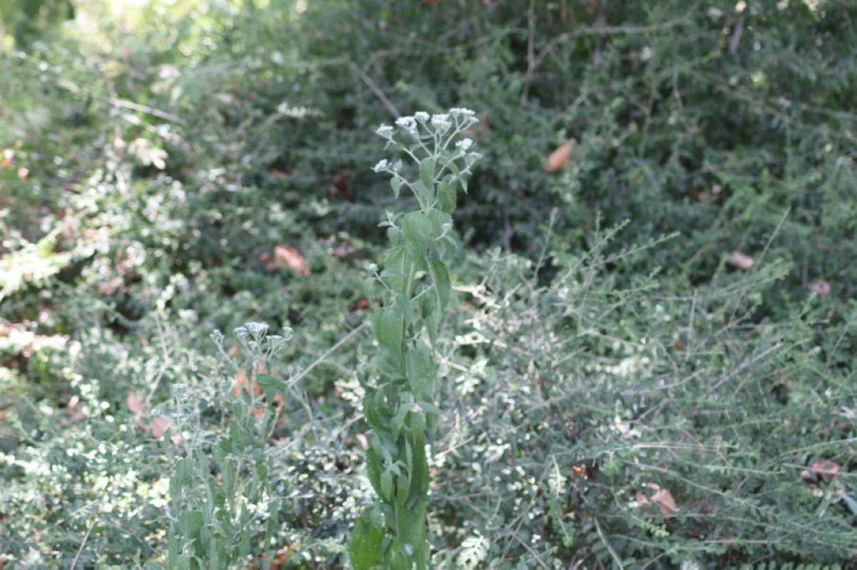 Silhouette<br>(Location of Picture: Nat Cntr, Tarrant Co, Texas, USA)