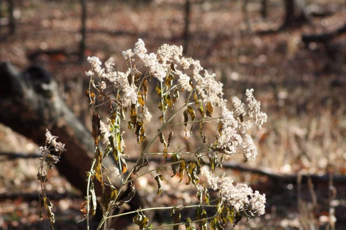 Winter - Top of Plnat<br>(Location of Picture: NC, Tarrant Co, Texas, USA, 2011)