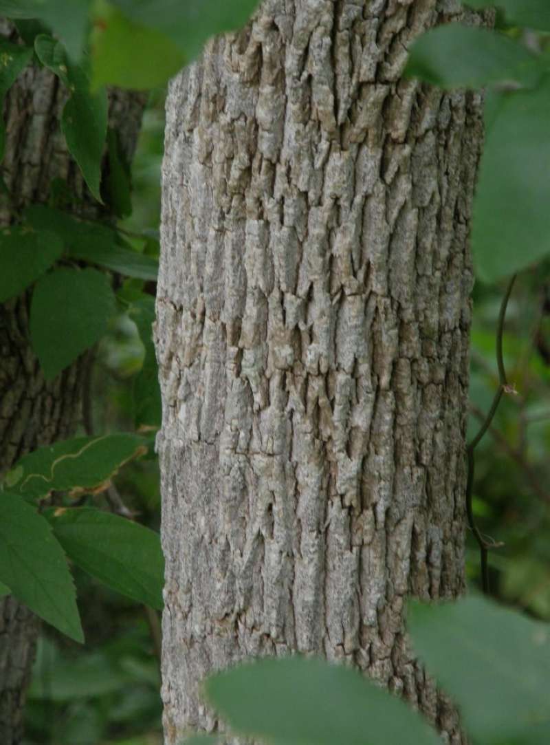 Bark<br>(Location of Picture: Lockart State Park, Texas, 2011)