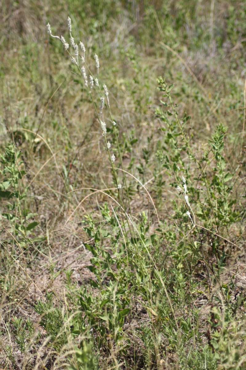 Habitat View<br>(Location of Picture: Nature Center, Tarrant County, Texa)