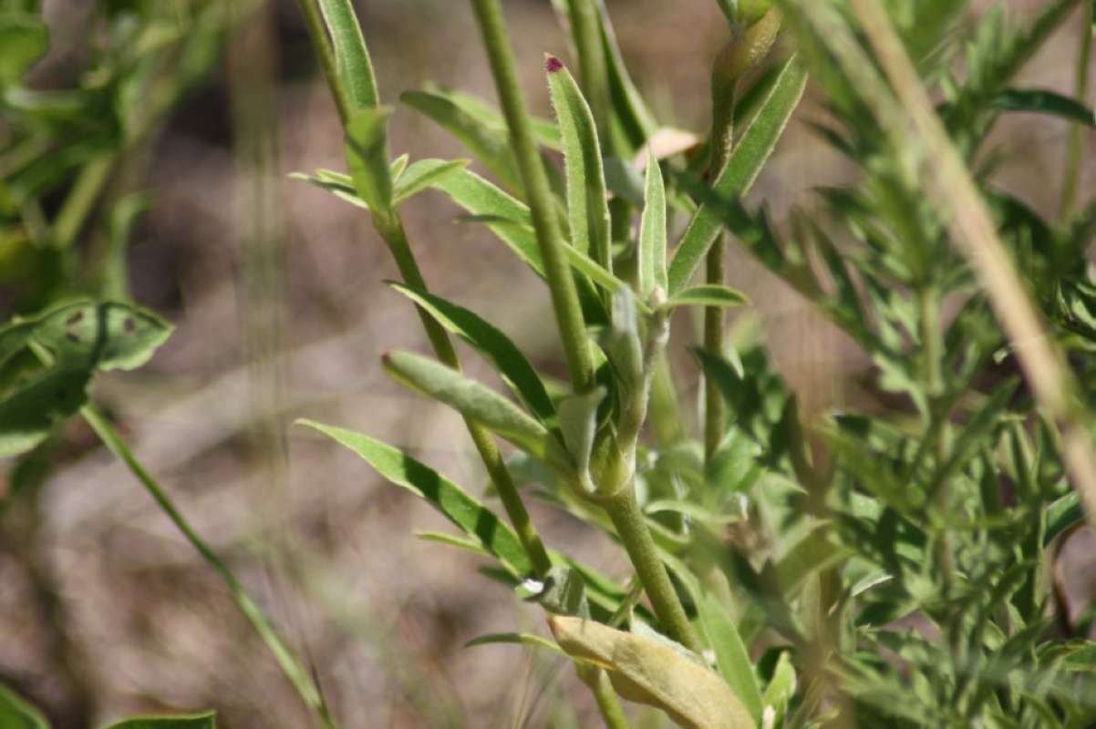 Leaves<br>(Location of Picture: NC, Tarrant Co, Texas, USA, 2011)