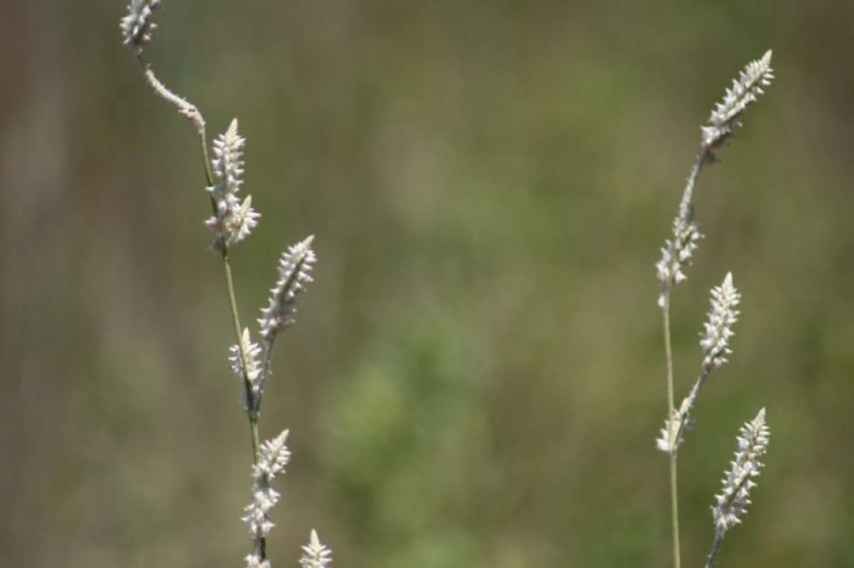 Top of Plant in Bloom<br>(Location of Picture: NC, Tarrant Co, Texas, USA, 2011)