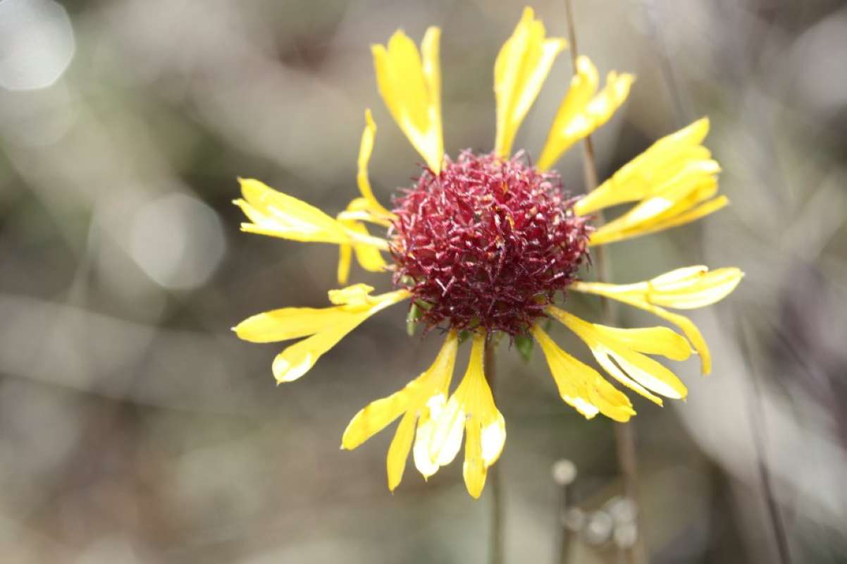 Flower<br>(Location of Picture: LBJ Grasslands, Wise Co, Texas, '11)