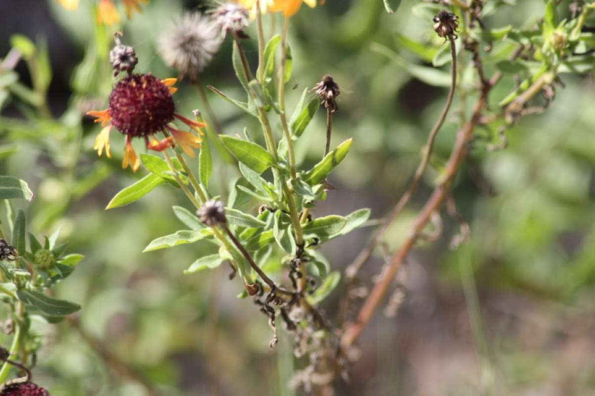 Leaves<br>(Location of Picture: NC, Tarrant County, Texas, 2011)