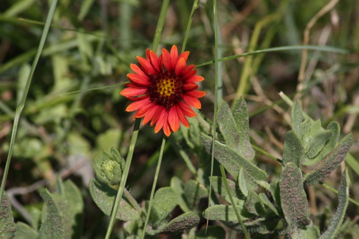 Top of Plant in Bloom<br>(Location of Picture: Aransas Wildlife Refuge, Texas, '11)