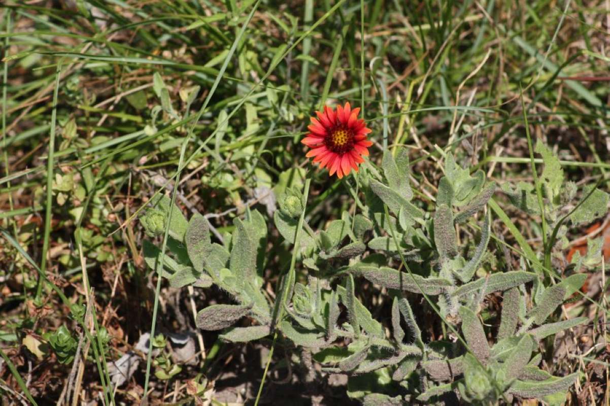 Habitat View<br>(Location of Picture: Aransas, SE Texas, USA, 2011)