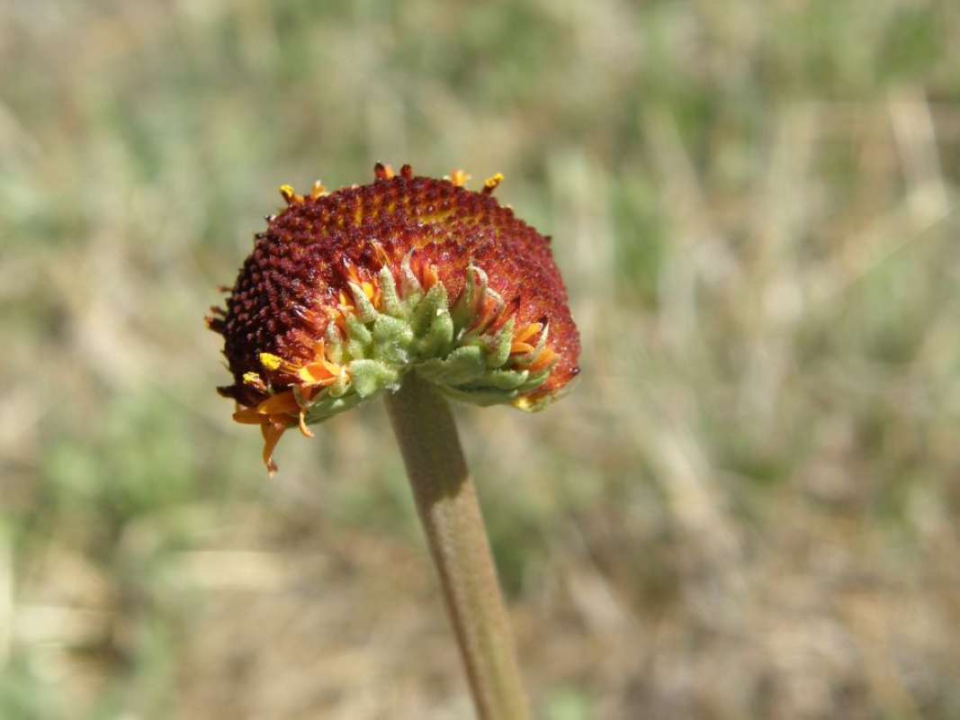 Flower - Side View<br>(Location of Picture: Brownwood, Brown Co, Texas, 2011)