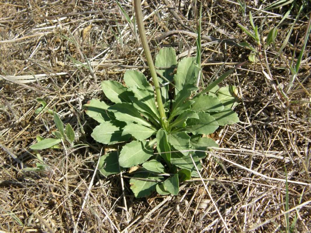 Basal Leaves<br>(Location of Picture: Brownwood, Brown Co, Texas, 2011)