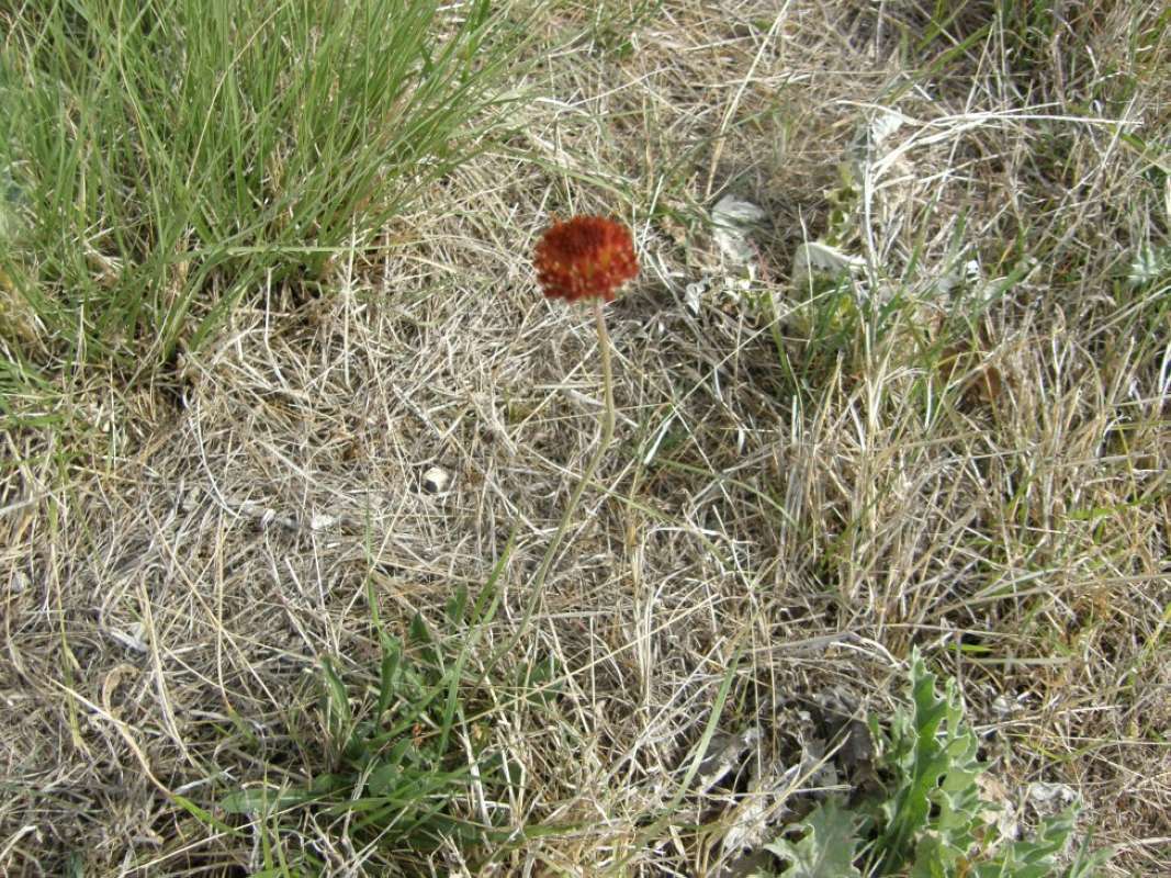 Habitat<br>(Location of Picture: Brownwood, Brown Co, Texas, 2011)