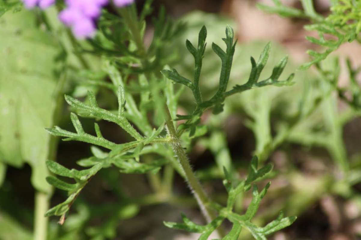 Leaves and Stem<br>(Location of Picture: Nature Cntr,Tarrant Co, Texas, '11)