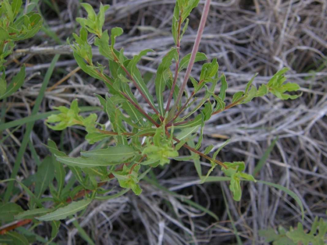 Leaves and Stem<br>(Location of Picture: Wise County, Texas, USA, 2011)