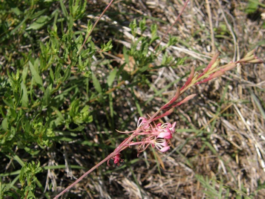 Top of Plant in Bloom<br>(Location of Picture: Wise County, Texas, USA, 2011)