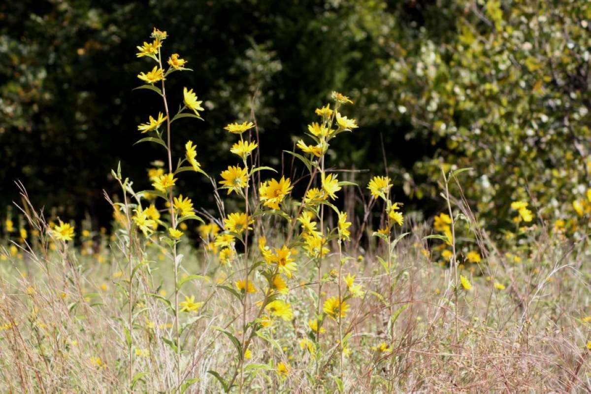 Habitat View<br>(Location of Picture: Nature Center, Tarrant Co, Texas)