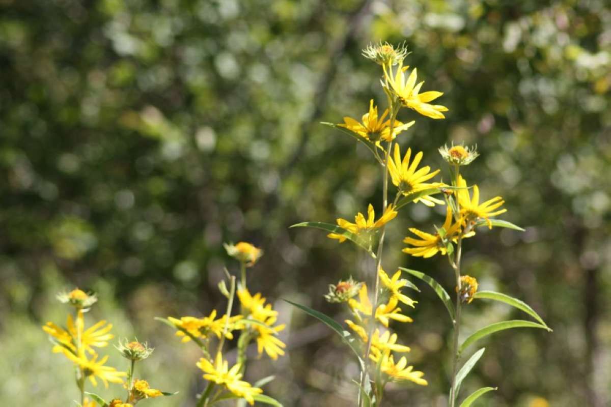 Top of Plant in Bloom<br>(Location of Picture: NC, Tarrant Co, Texas, USA, 2011)