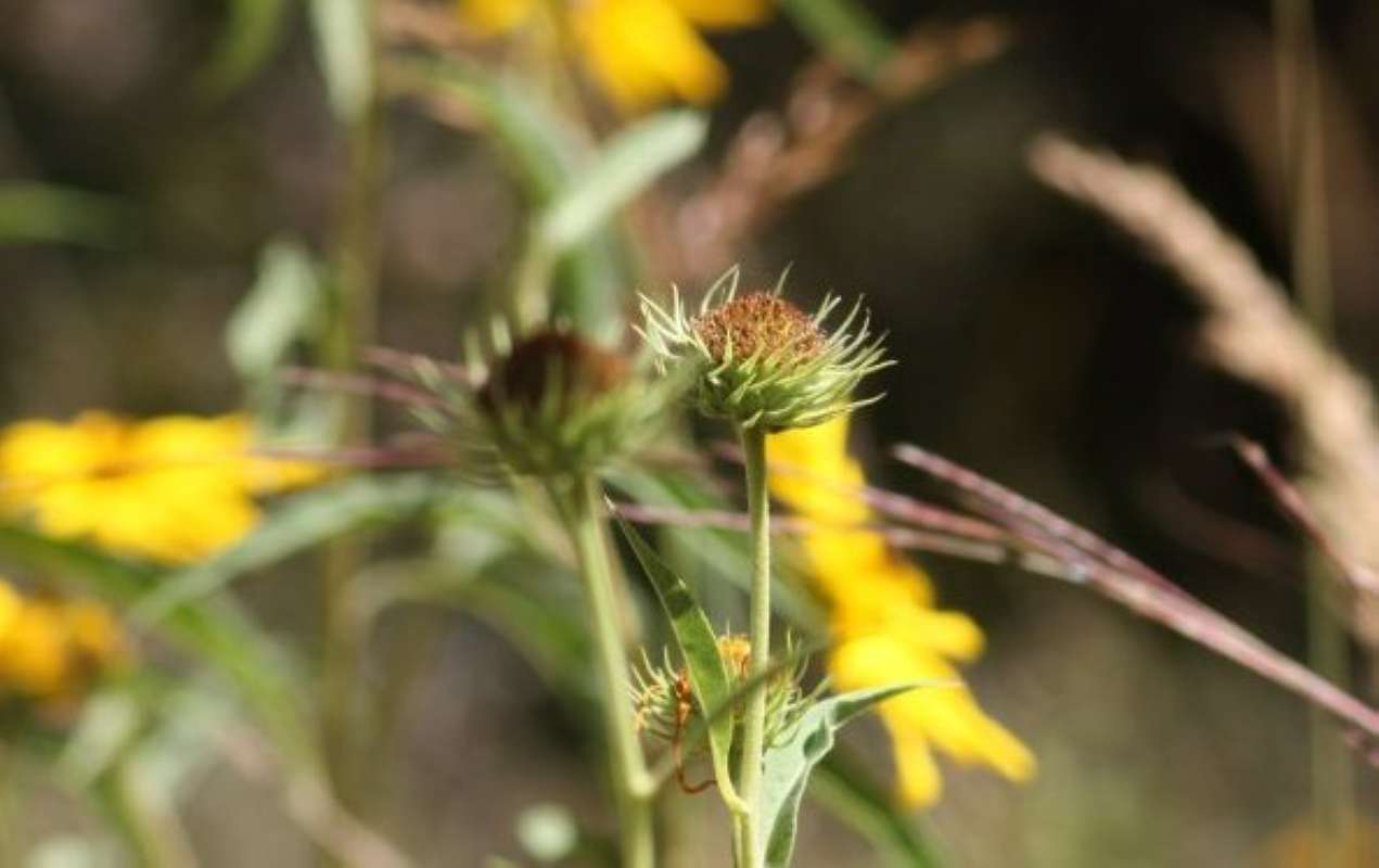 Post Bloom<br>(Location of Picture: Nature Center, Tarrant Co, Texas)