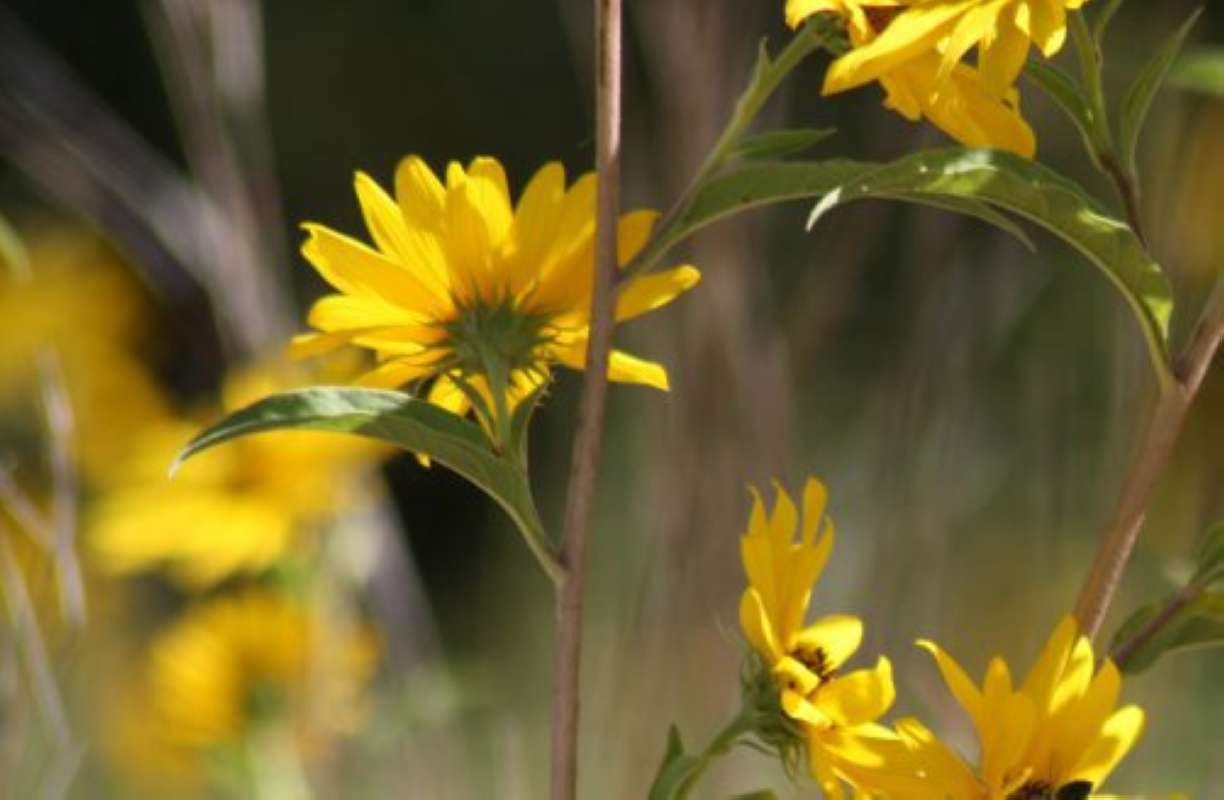 Flower - Rear View<br>(Location of Picture: NC, Tarrant Co, Texas, USA, 2011)